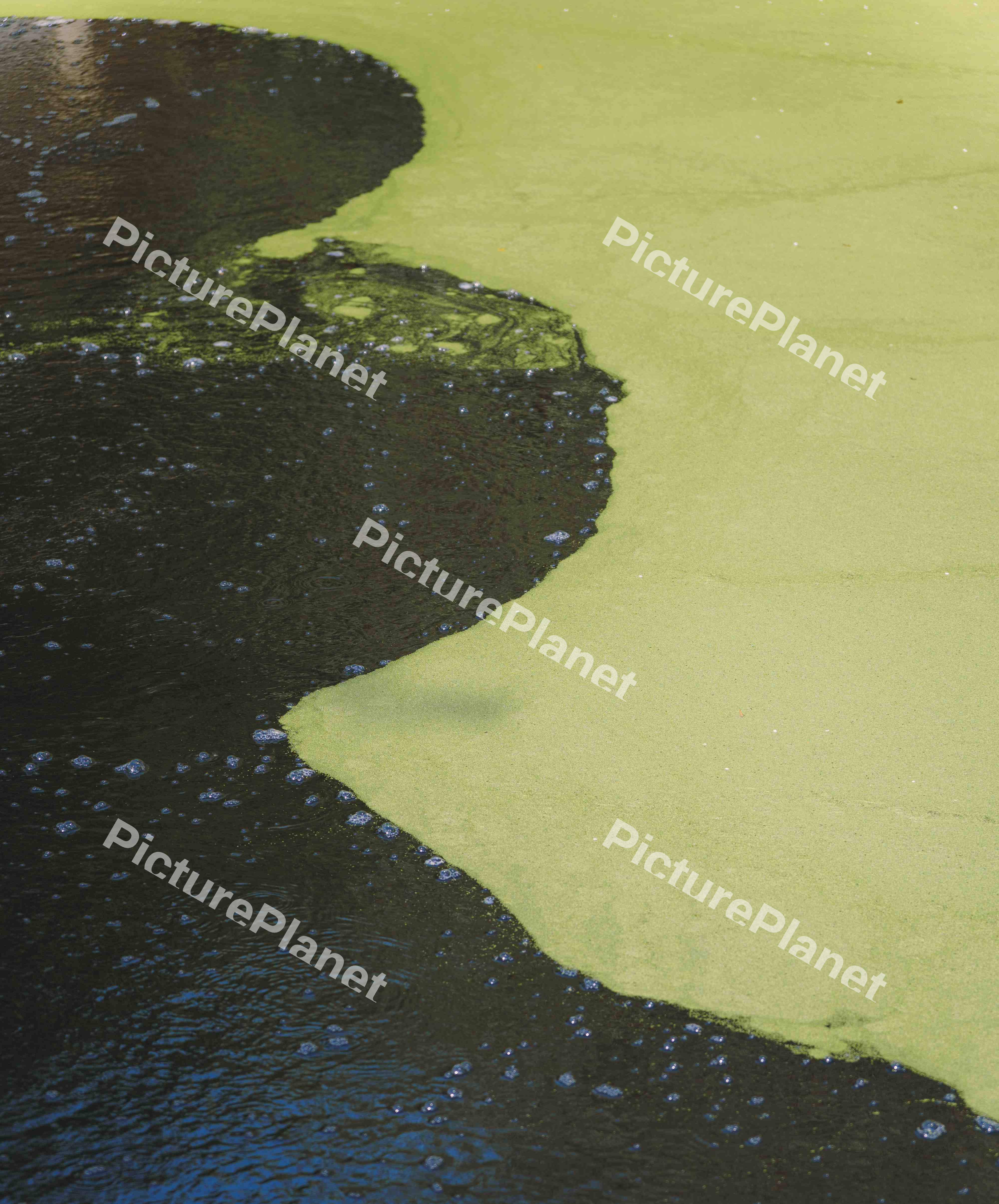 Algae
